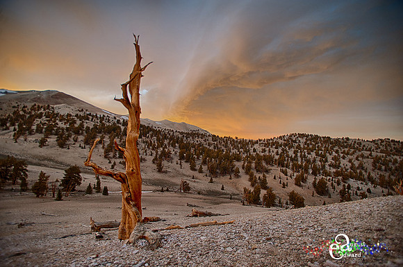 Edward August Photography-San Francisco Bay Area Photographer