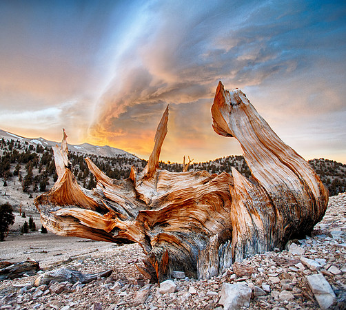Edward August Photography-San Francisco Bay Area Photographer, landscape, sunset, clouds, trees, bristlecone pine, bristlecone, Eastern Sierras,